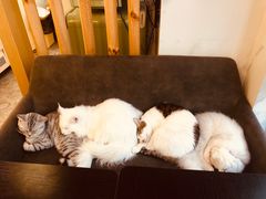 -房东的猫宠物生活馆