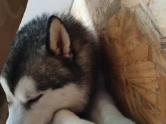 -Husky Go! 哈士奇体验馆·宠物咖啡厅狗咖