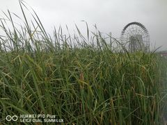 -太湖湖滨国家湿地公园-停车场