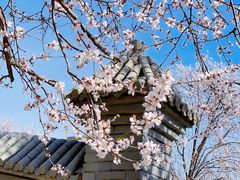 -桃花堤公园