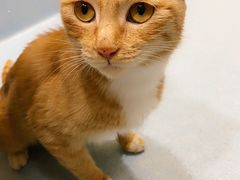 -萌兽医馆·犬猫专科·眼科中心·宠物医院(朝阳门分院)