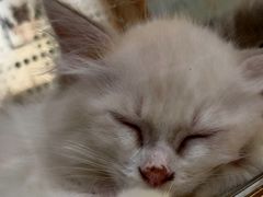 -藏猫猫咖啡主题馆(中央大道店)