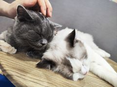 -楼上猫咖(罗湖店)