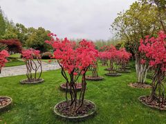 -合肥滨湖国家森林公园