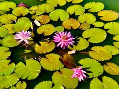 -国家植物园南园