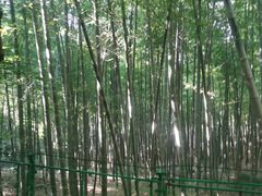 -上海佘山国家森林公园西佘山园