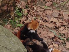 -都江堰中华大熊猫苑