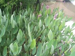 -云溪植物园