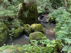 -五营红松林海景区