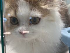 -babydoll猫舍·米努特·德文·缅因(久光中心店)