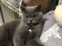 -熊小胖宠物生活馆(天华园店)