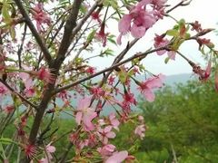 -天适樱花悠乐园