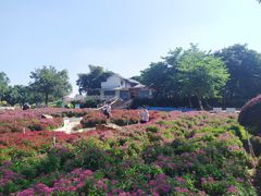 -松山湖梦幻百花洲