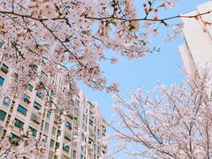 -高东镇樱花园