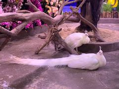 -正佳雨林生态植物园