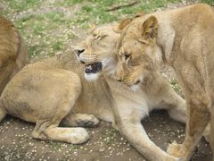 -北京野生动物园