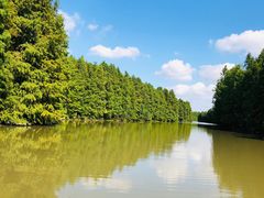 -上海海湾国家森林公园