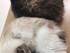 -豆逗聊愈猫阁Easy Life
