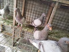 -马陆小张葡萄园农家乐