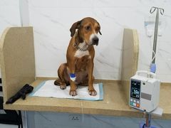 -伟伟宠物医院·CT影像中心·瑞派犬猫综合性门诊(汉口总院)