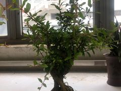 -双季花艺园艺市场(浦东店)