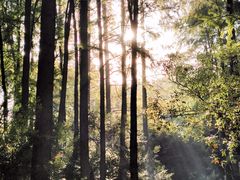 -上海共青森林公园