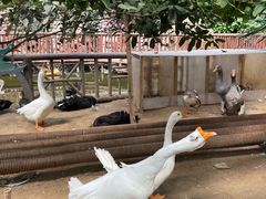 -呀路古热带植物园