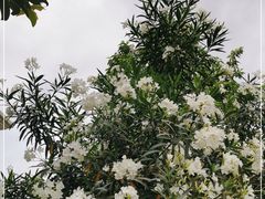 -云溪植物园