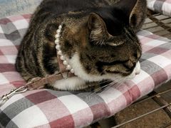 android_upload_pic-海边的猫和咖啡馆