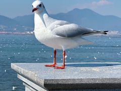 -海埂大坝