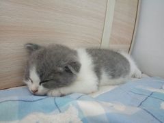 -瑞鹏宠物医院·爱宠堂·骨外专科(西荷分院)