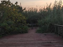 -江滩湿地公园