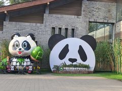 -都江堰中华大熊猫苑
