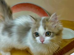 -青奢宠物·青奢猫舍