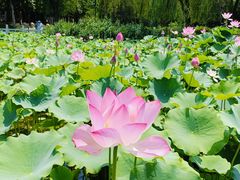 -莲花池公园