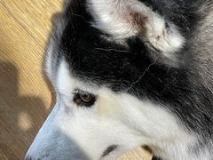 -Husky Go! 哈士奇体验馆·宠物咖啡厅狗咖