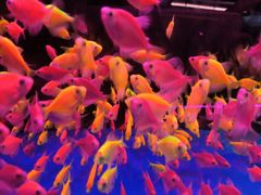 -青石桥花鸟鱼虫市场(叠翠城店)