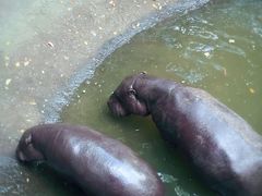 -清迈夜间动物园