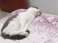 -瑞派宠物医院·24小时骨科·心脏·核磁(哈尔滨南岗店)