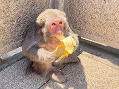 -苏州上方山国家森林公园