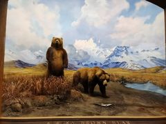 -美国自然历史博物馆