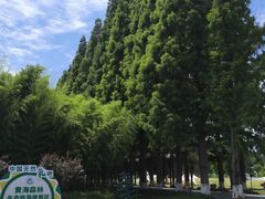 -黄海国家森林公园