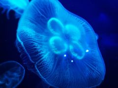 -广东省拱北口岸中国旅行社(华宾营业部)