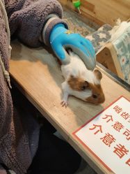 -神奇动物撸宠馆·羊驼·小浣熊·异宠(豫园店)