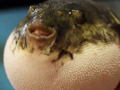 -天正河鲀·河豚亭(大连店)