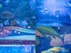 -烟台海昌鲸鲨海洋公园