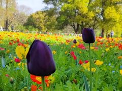 -上海共青森林公园