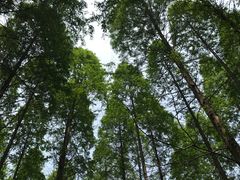 -黄海国家森林公园