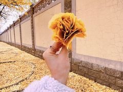 -钓鱼台银杏大道
