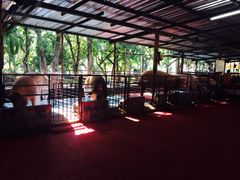 -是拉差龙虎园(Permanently closed)